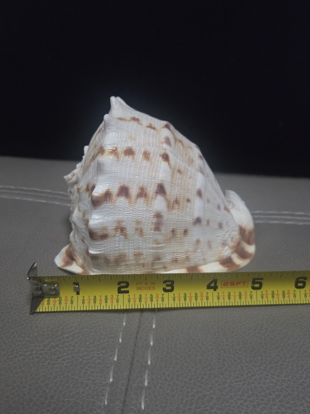 Beautiful Cassis Cornuta Shell 5” Stunning Sea Shell ~ Bin R - Picture 8 of 11